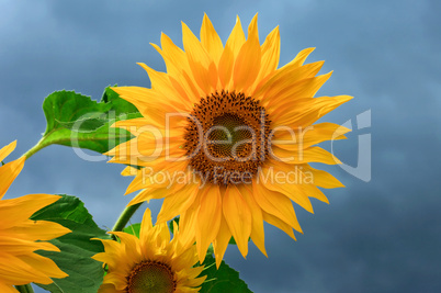 Yellow sunflowers on  cloudy sky background