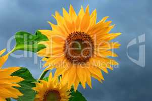 Yellow sunflowers on  cloudy sky background