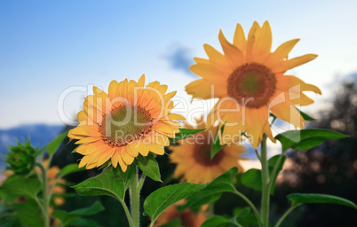 Beautiful sunflowers on the sunset