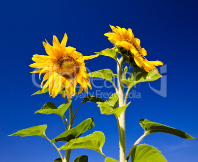 Beautiful sunflowers against blue sky