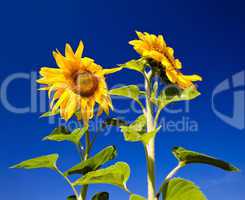 Beautiful sunflowers against blue sky