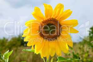 Beautiful sunflowers in the field against blue sky