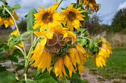 Beautiful sunflowers in the field against blue sky