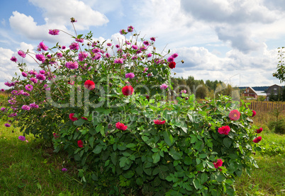 Red Dahlia flowers in field