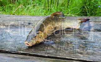 Raw tench on wooden boards. Closeup