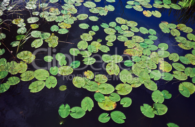 Water lily leafs on the surface of the lake