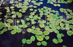Water lily leafs on the surface of the lake