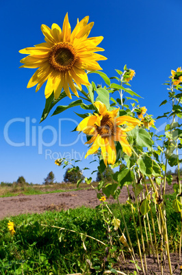 Beautiful sunflowers against blue sky