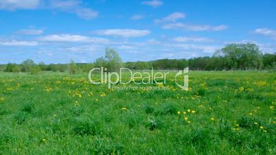 Field of dandelions,blue sky and sun.