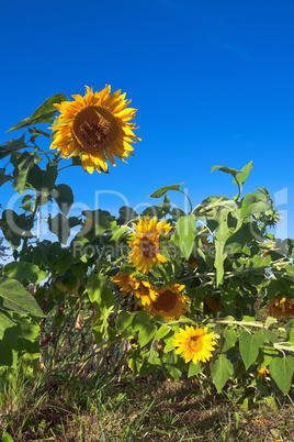 Beautiful yellow sunflowers against blue sky background