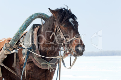 Head of brown horse with harness.