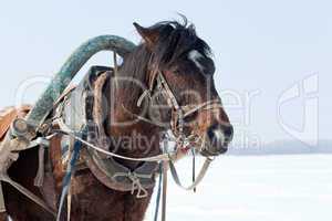 Head of brown horse with harness.