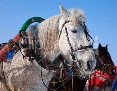 Head of white horse with harness.
