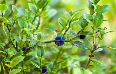 Bush of a ripe bilberry in the summer closeup