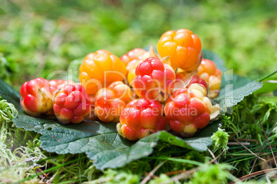 Cloudberry on a green unfocused background in wood. Fresh wild f