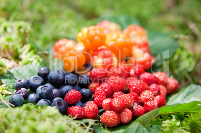 Wild berries on a green vegetative background in wood