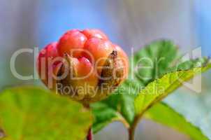 Cloudberry closeup in summer. Fresh wild fruit