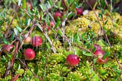 Wild cranberries growing in bog