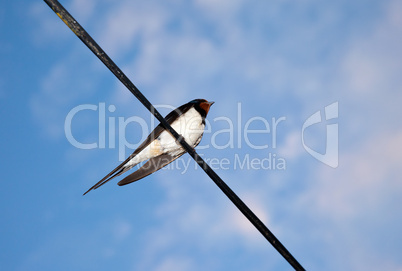 Swallow on blue sky background