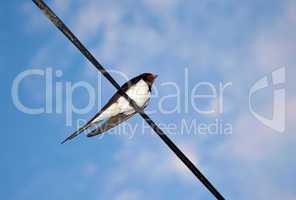 Swallow on blue sky background