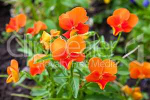 Violas or Pansies Closeup in a Garden