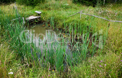 Small pond in the village