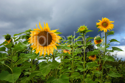 Yellow sunflowers on cloudy sky background