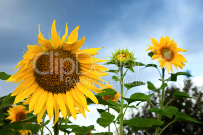 Yellow sunflowers on cloudy sky background