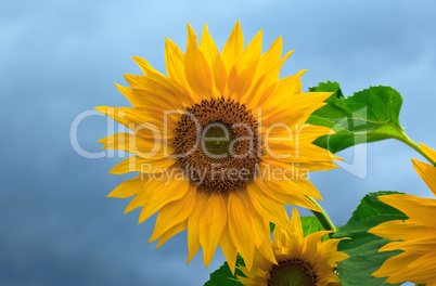 Yellow sunflowers on cloudy sky background