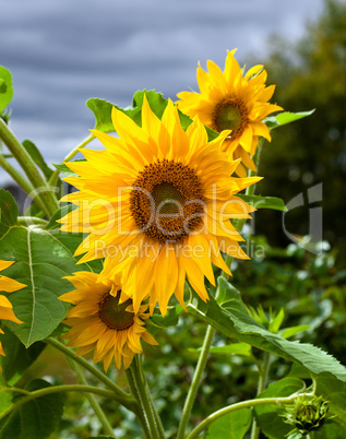 Yellow sunflowers on cloudy sky background