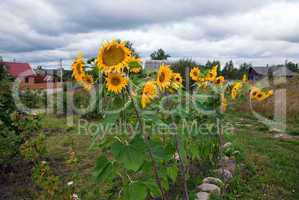 Rural scene with beautiful sunflowers