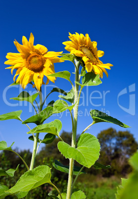 Beautiful sunflowers against blue sky