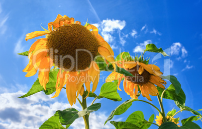 Beautiful sunflowers against blue sky