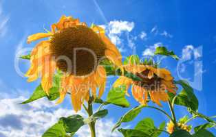 Beautiful sunflowers against blue sky