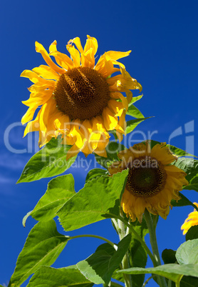 Beautiful sunflowers against blue sky