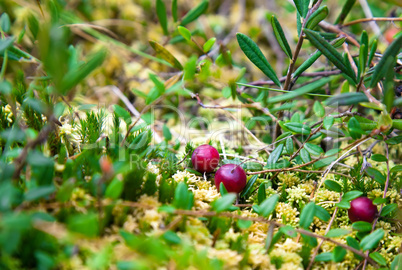 Wild cranberries growing in bog, autumn harvesting