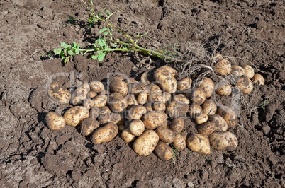 Harvesting potatoes