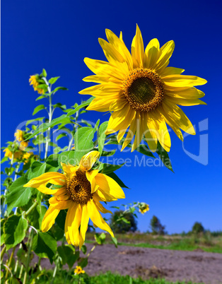 Beautiful sunflowers against blue sky