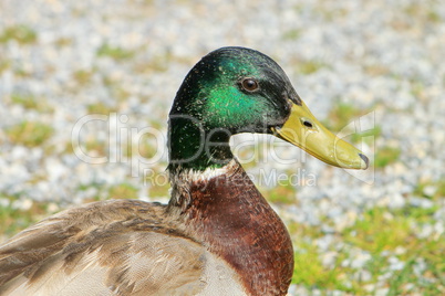 Male mallard duck