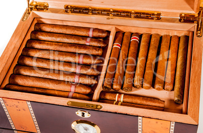 Cigars in humidor