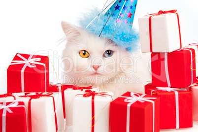 White cat with gifts