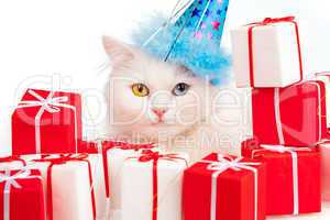 White cat with gifts