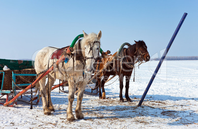 Two horses at the bank of a frozen river in Russia