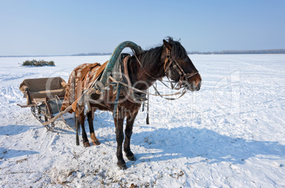 Horse at the bank of frozen river in Russia