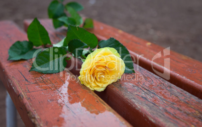 Yellow rose on the bench