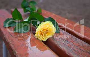 Yellow rose on the bench