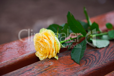 Yellow rose on the bench