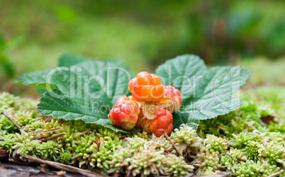 Cloudberry on a green unfocused background. Fresh wild fruit