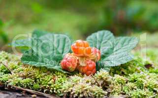 Cloudberry on a green unfocused background. Fresh wild fruit