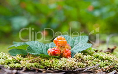 Cloudberry on a green unfocused background. Fresh wild fruit